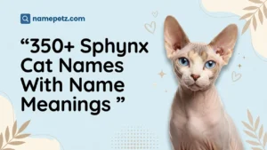 Sphynx Cat Names