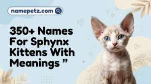 Names For Sphynx Kittens