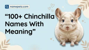 chinchilla names