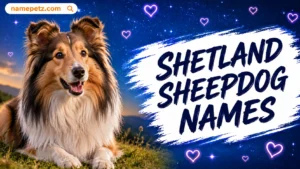 Shetland Sheepdog Names