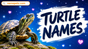turtle names
